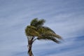 Palm tree waving in the wind against a blue sky Royalty Free Stock Photo