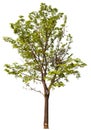 hight qaulity tree on white background Royalty Free Stock Photo