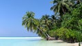 Palm tree , white beach and the ocean Royalty Free Stock Photo