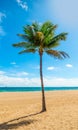 Palm tree and white sand in Las Olas beach Royalty Free Stock Photo