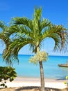 Palm tree on white sandy beach with bright blue sky and vivid turquoise sea. Royalty Free Stock Photo