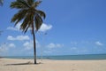 Palm tree at white sandy beach, Cumbuco, Brazil Royalty Free Stock Photo