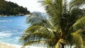 Palm tree on the wild beach