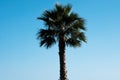 Palm tree in the wind against the blue sky, tropical palm background. Royalty Free Stock Photo