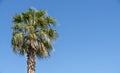 Palm Tree With Blue Sky Background Royalty Free Stock Photo