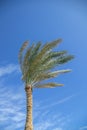 Palm tree in the wind before blue sky.