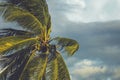 Palm tree in the wind with dark cloud Royalty Free Stock Photo