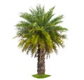 Palm tree wood gardening white background Isolates