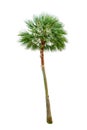 Palm tree wood gardening white background Isolates