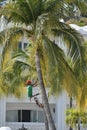 Palm Tree Worker