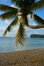 Palm Tree on Ypao Beach, Guam