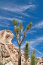 Palm tree yuccas or Joshua trees against blue sky at Joshua Tree National Park Royalty Free Stock Photo