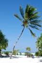 Palm tree in Zanzibar