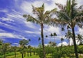 Palm trees Royalty Free Stock Photo