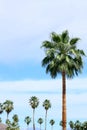 Palm Trees Royalty Free Stock Photo