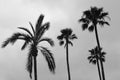 Palm Trees Royalty Free Stock Photo