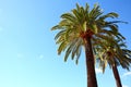 Palm trees Royalty Free Stock Photo