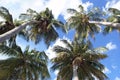 Palm trees Royalty Free Stock Photo