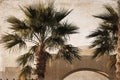 Palm trees, Africa, Egypt