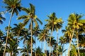 Palm trees agains blue sky in Lavena on Taveuni Island, Fiji Royalty Free Stock Photo