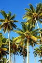 Palm trees agains blue sky in Lavena on Taveuni Island, Fiji Royalty Free Stock Photo