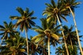 Palm trees agains blue sky in Lavena on Taveuni Island, Fiji Royalty Free Stock Photo