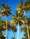 Palm trees agains blue sky in Lavena on Taveuni Island, Fiji Royalty Free Stock Photo