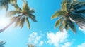 Palm trees against the background of a blue bright cloudless blue sky