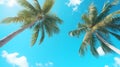 Palm trees against the background of a blue bright cloudless blue sky