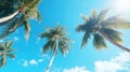 Palm trees against the background of a blue bright cloudless blue sky