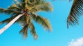 Palm trees against the background of a blue bright cloudless blue sky