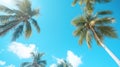 Palm trees against the background of a blue bright cloudless blue sky