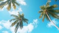 Palm trees against the background of a blue bright cloudless blue sky