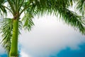 Palm trees against a background of blue sky and white clouds, palm trees on the tropical coast, coconut palm, summer