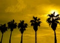 Palm trees against the background of the evening sky, the setting sun. Royalty Free Stock Photo