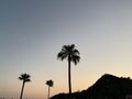 Palm trees against the background of mountains and blue sky. Silhouette of palm trees on a summer evening at sunset. Tall tropical Royalty Free Stock Photo