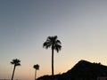 Palm trees against the background of mountains and blue sky. Silhouette of palm trees on a summer evening at sunset. Tall tropical Royalty Free Stock Photo