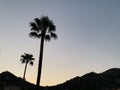 Palm trees against the background of mountains and blue sky. Silhouette of palm trees on a summer evening at sunset. Tall tropical Royalty Free Stock Photo