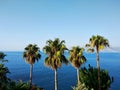 Palm trees against the background of the sea and sky Royalty Free Stock Photo