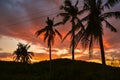 Silhouette of palm trees against a beautiful sunset over Cebu, Philippines Royalty Free Stock Photo