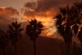 Palm trees against beautiful sunset, Ponta Delgada, Madeira Portugal