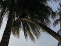 Palm trees against the blue clear sky view from below, copy space Royalty Free Stock Photo