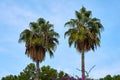 A palm trees against a blue cloudy sky. Royalty Free Stock Photo