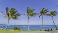 Palm trees against the blue sea and blue sky Royalty Free Stock Photo