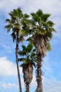 Palm trees against blue skies, Florida Royalty Free Stock Photo