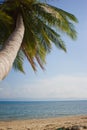 Palm trees against the blue sky