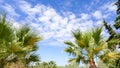 Palm trees against blue sky background Royalty Free Stock Photo