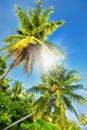 Palm trees against a blue sky .Beautiful palm trees against blue sunny sky.Palm trees on sky background Royalty Free Stock Photo