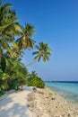 Palm trees against a blue sky .Beautiful palm trees against blue sunny sky.Palm trees on sky background Royalty Free Stock Photo