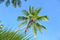 Palm trees against a blue sky .Beautiful palm trees against blue sunny sky.Palm trees Royalty Free Stock Photo